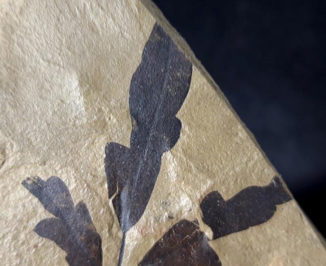 Cardiospermum coloradensis (KNOWLTON 1923) - Bild © FossNet FossilienStore